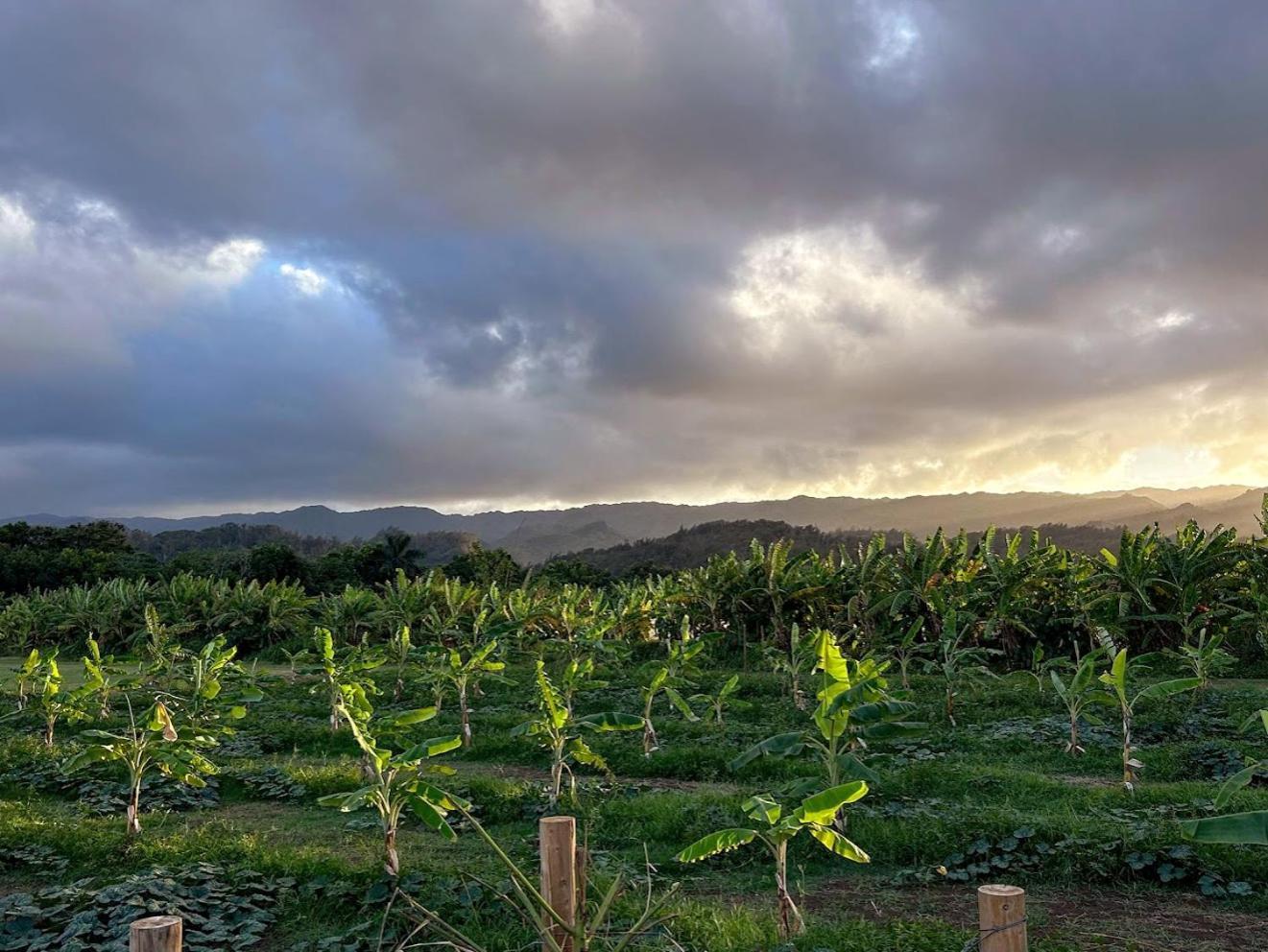 North Shore Glamping Camping Laie, Oahu, Hawaii Экстерьер фото